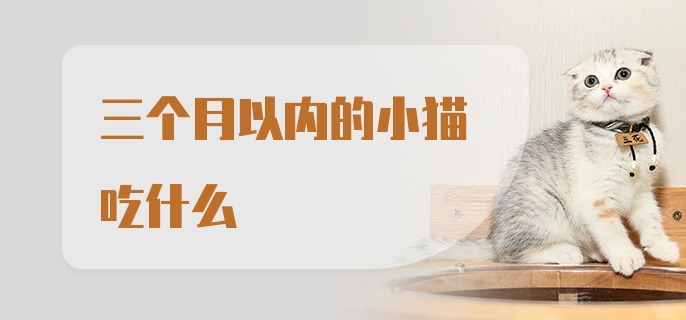 三个月以内的小猫吃什么