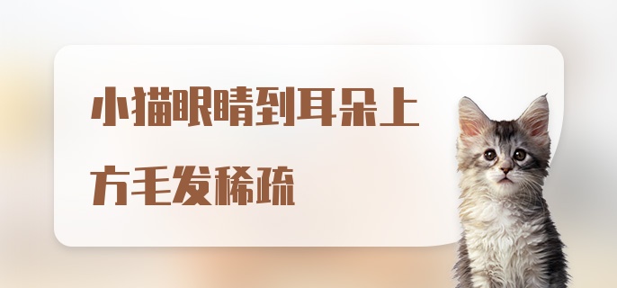 小猫眼睛到耳朵上方毛发稀疏