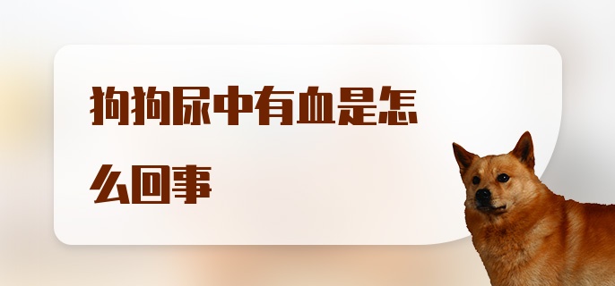 狗狗尿中有血是怎么回事