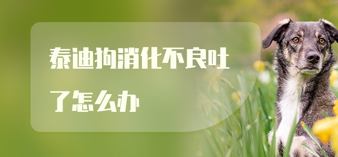 泰迪狗消化不良吐了怎么办