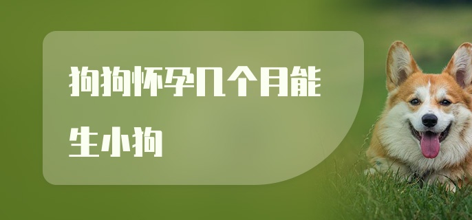 狗狗怀孕几个月能生小狗