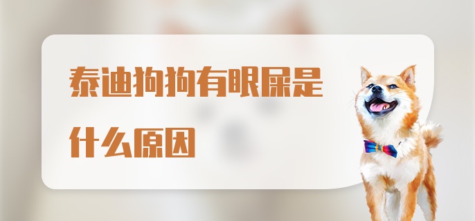 泰迪狗狗有眼屎是什么原因