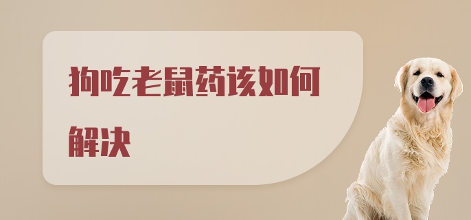 狗吃老鼠药该如何解决