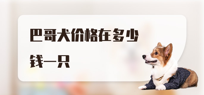 巴哥犬价格在多少钱一只