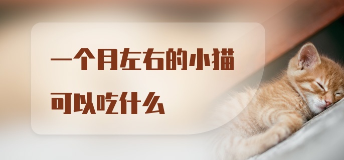 一个月左右的小猫可以吃什么