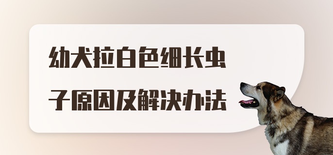 幼犬拉白色细长虫子原因及解决办法