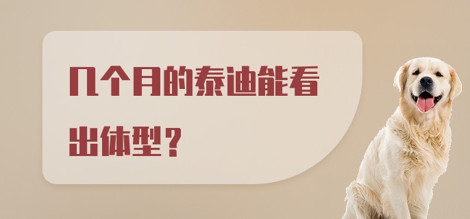 几个月的泰迪能看出体型?