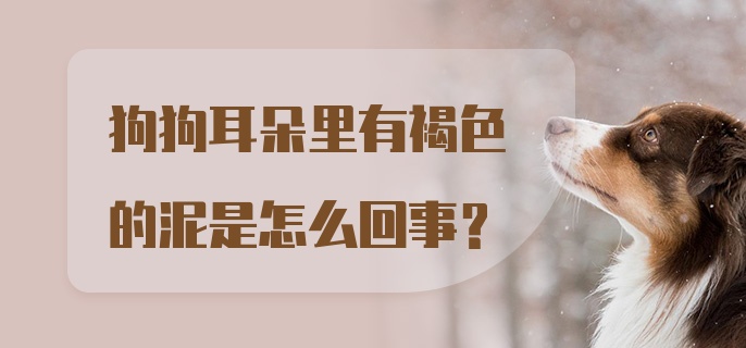 狗狗耳朵里有褐色的泥是怎么回事？