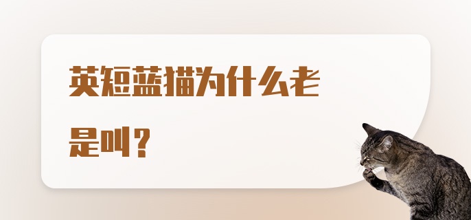 英短蓝猫为什么老是叫？