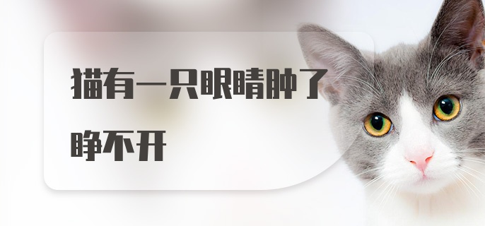 猫有一只眼睛肿了睁不开