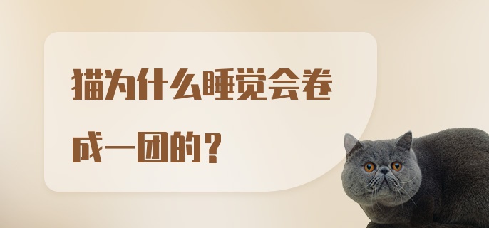 猫为什么睡觉会卷成一团的?