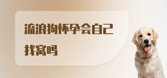 流浪狗怀孕会自己找窝吗