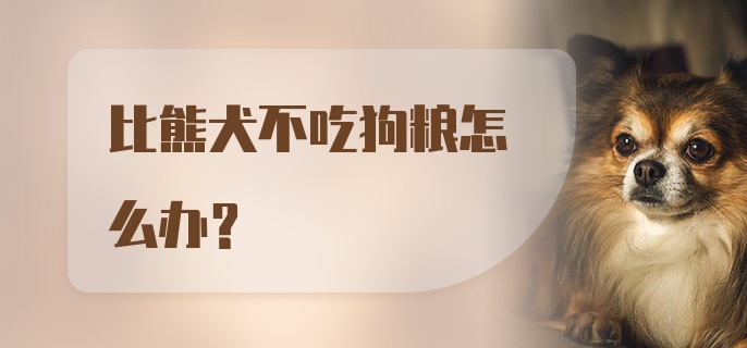 比熊犬不吃狗粮怎么办？