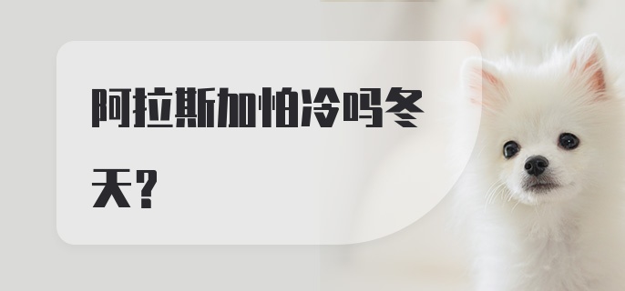 阿拉斯加怕冷吗冬天？