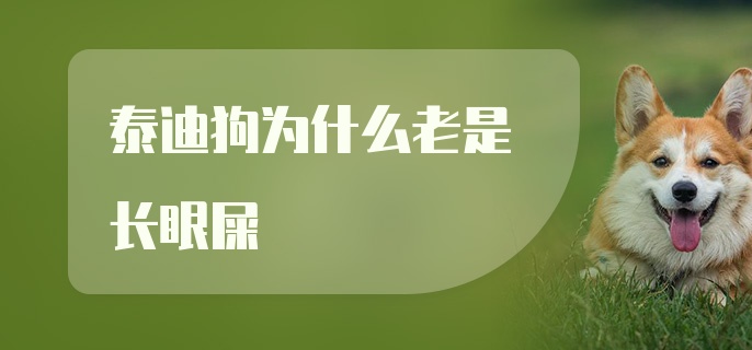 泰迪狗为什么老是长眼屎