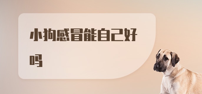 小狗感冒能自己好吗