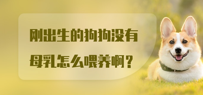 刚出生的狗狗没有母乳怎么喂养啊?