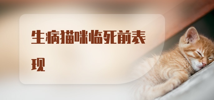 生病猫咪临死前表现