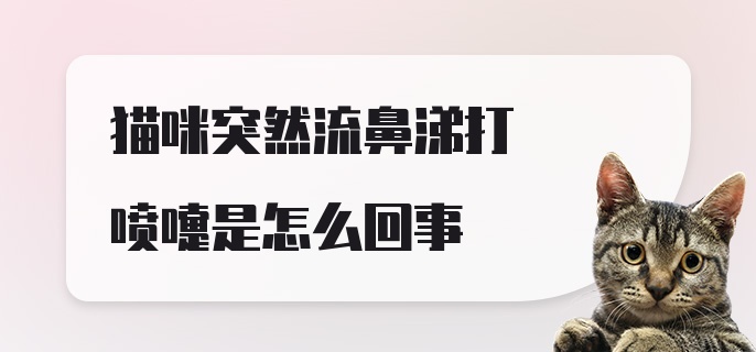 猫咪突然流鼻涕打喷嚏是怎么回事