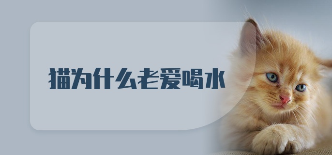 猫为什么老爱喝水