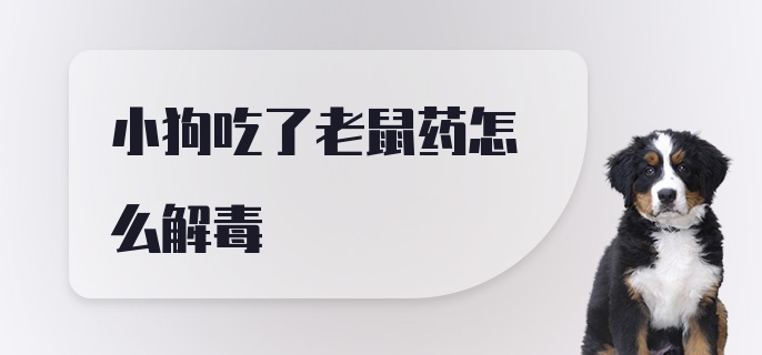 小狗吃了老鼠药怎么解毒