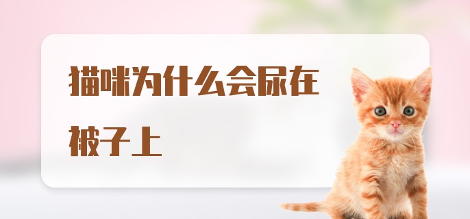 猫咪为什么会尿在被子上