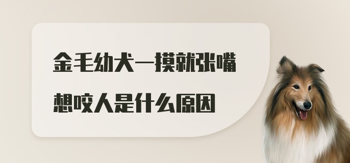 金毛幼犬一摸就张嘴想咬人是什么原因