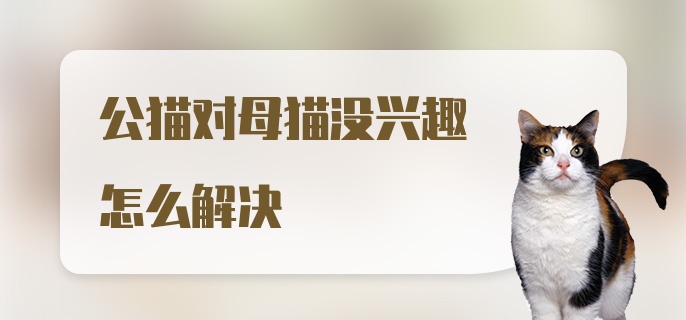 公猫对母猫没兴趣怎么解决