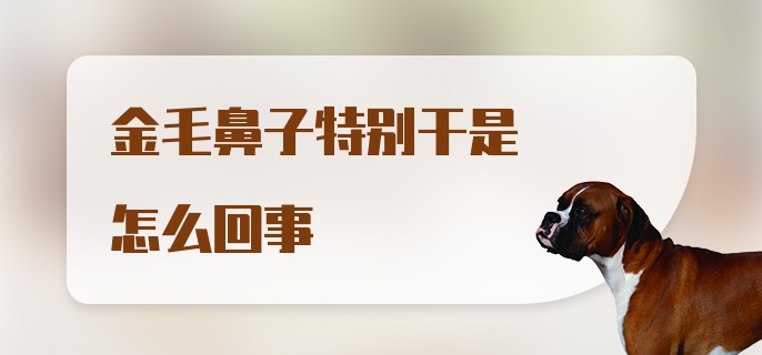 金毛鼻子特别干是怎么回事