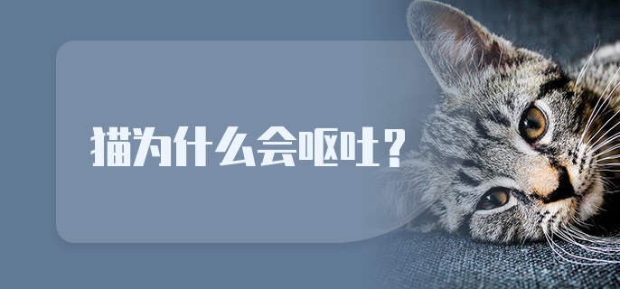 猫为什么会呕吐?