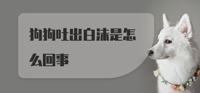 狗狗吐出白沫是怎么回事