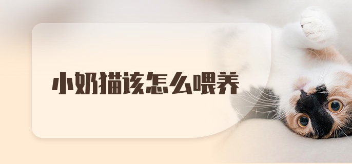 小奶猫该怎么喂养