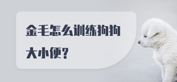 金毛怎么训练狗狗大小便？