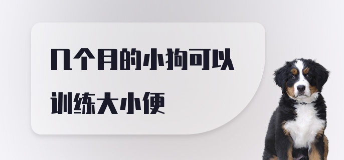 几个月的小狗可以训练大小便