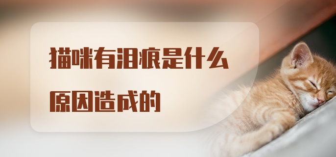 猫咪有泪痕是什么原因造成的