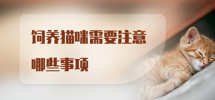 饲养猫咪需要注意哪些事项