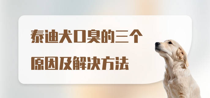 泰迪犬口臭的三个原因及解决方法