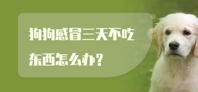 狗狗感冒三天不吃东西怎么办？