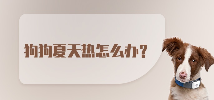 狗狗夏天热怎么办?