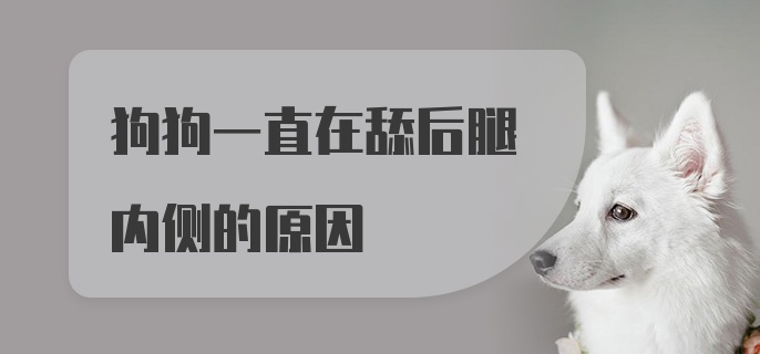 狗狗一直在舔后腿内侧的原因