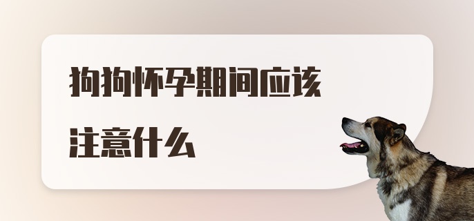 狗狗怀孕期间应该注意什么