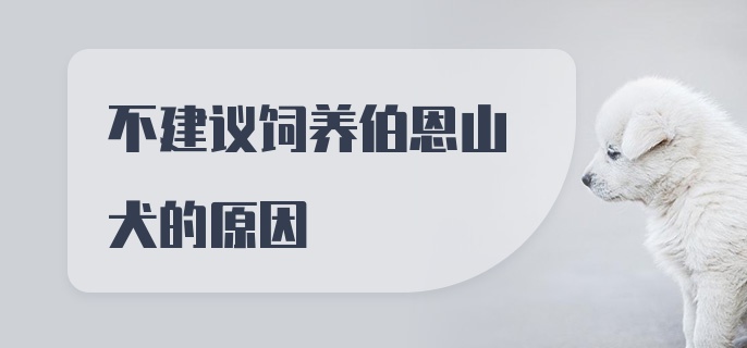 不建议饲养伯恩山犬的原因