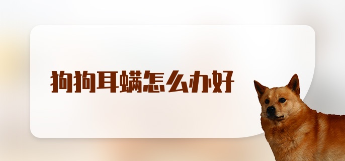 狗狗耳螨怎么办好