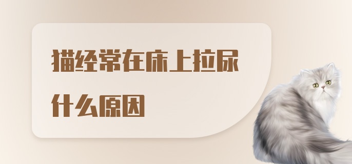 猫经常在床上拉尿什么原因