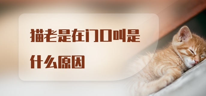 猫老是在门口叫是什么原因