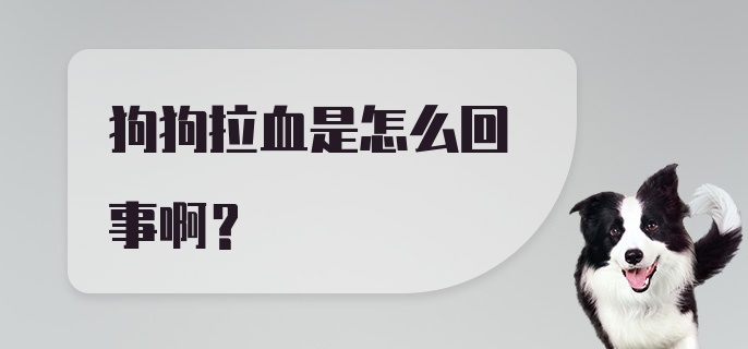 狗狗拉血是怎么回事啊?