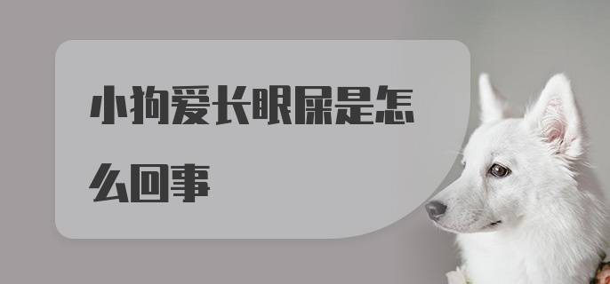 小狗爱长眼屎是怎么回事