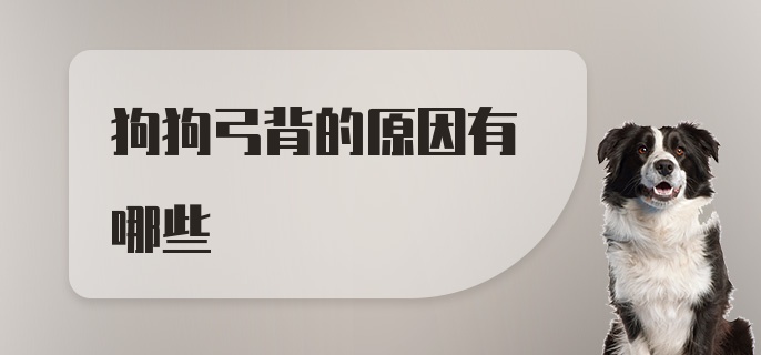 狗狗弓背的原因有哪些