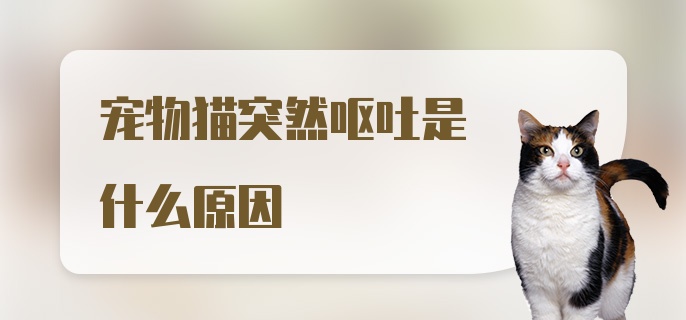 宠物猫突然呕吐是什么原因