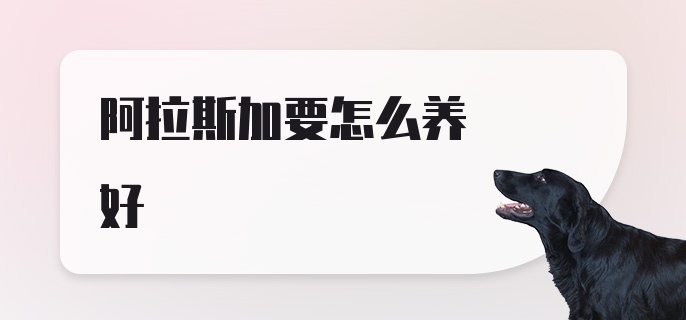 阿拉斯加要怎么养好